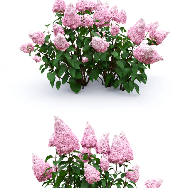 Hydrangea paniculata — Скачать