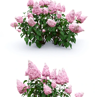 Hydrangea paniculata — Вид 2