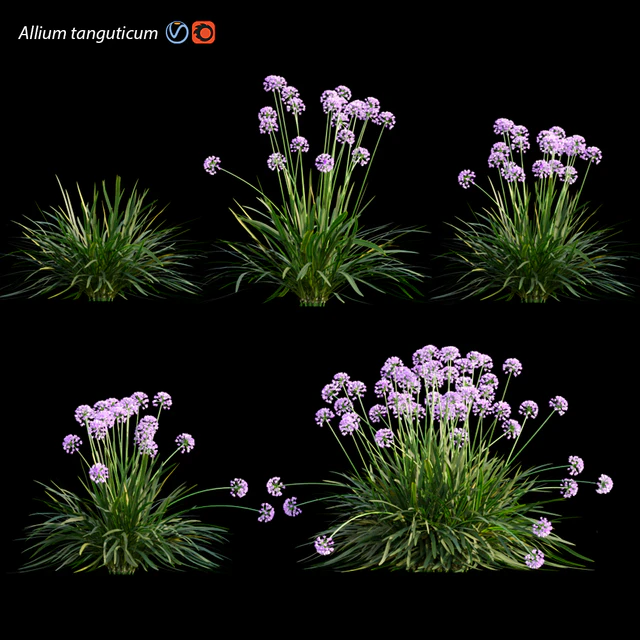 Allium tanguticum 03 — Descargar