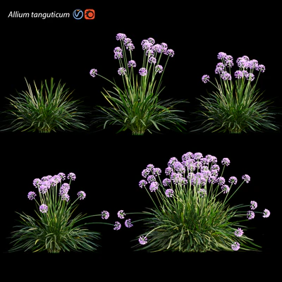 Allium tanguticum 03 — Ver 1