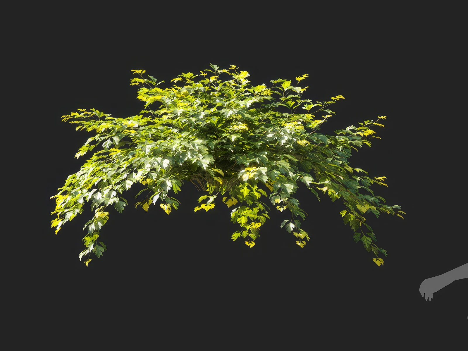 cissus rhombifolia 006 — Скачать