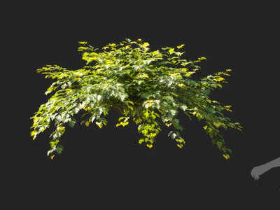 cissus rhombifolia 006 — Скачать