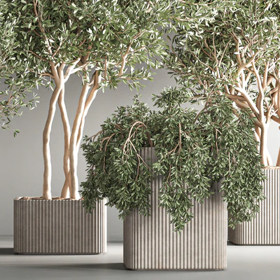 indoor plant set24 — Вид 7