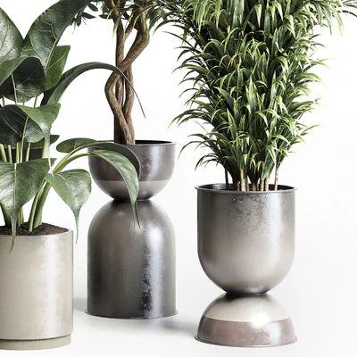 Collection indoor plant 156 pot plant ficus rubbery palm concrete dirt vase — Вид 5