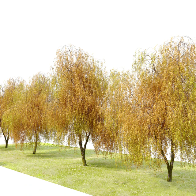 Weeping willow 5 — Скачать