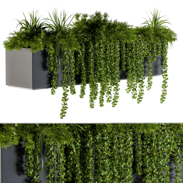 ivy plants in box - Outdoor Set 62 — Descargar