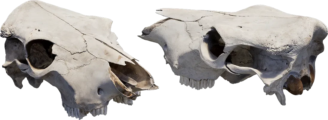 animal skull 002 — Скачать