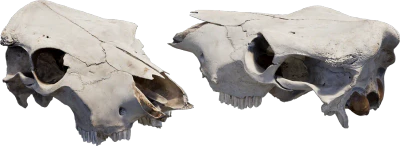 animal skull 002 — Скачать