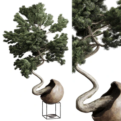 Bonsai 01 — Ver 1