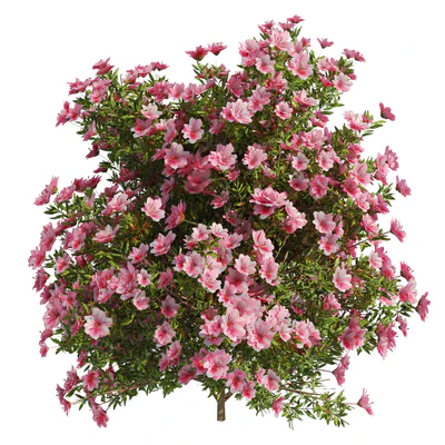 4 spring Azalea Flower Bush — Ver 4