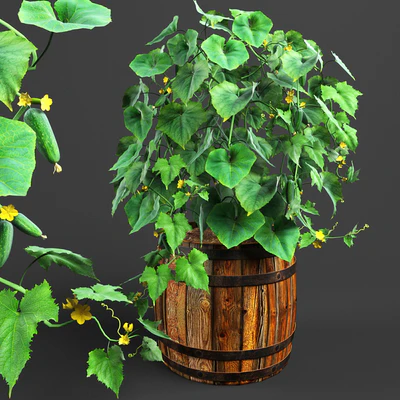 Куст огурца — Вид 1