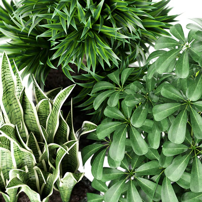 Plants collection 144 MAIA — Ver 2