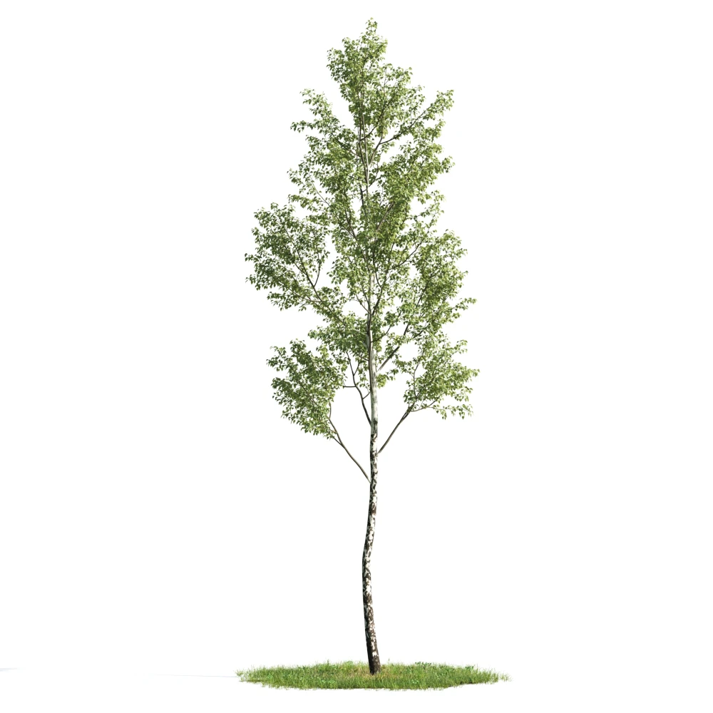 trees 004 — Descargar