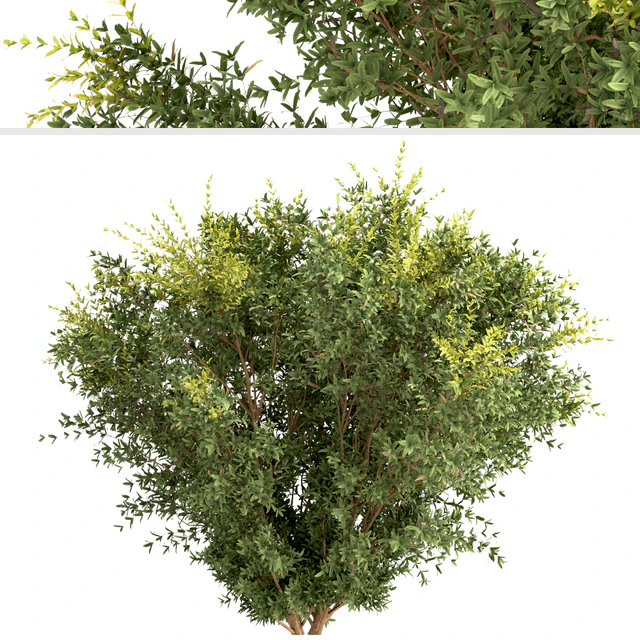 Set of Berberis julianae Shrubs (Wintergreen barberry) (3 Shrubs) — Скачать