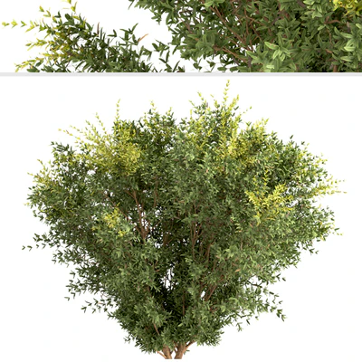 Set of Berberis julianae Shrubs (Wintergreen barberry) (3 Shrubs) — Вид 4