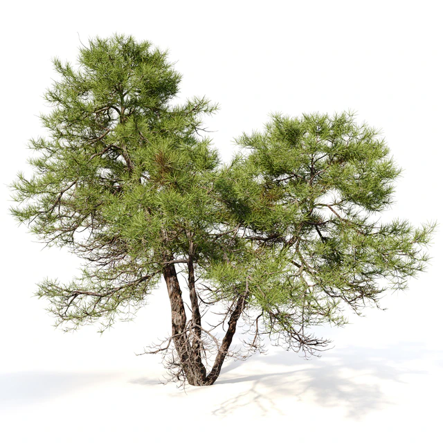 Japanese red pine 02 — Descargar