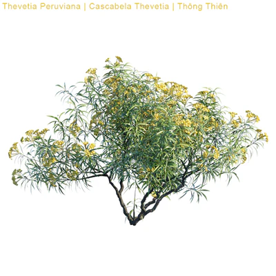Thevetia Peruviana | Cascabela Thevetia — Вид 3