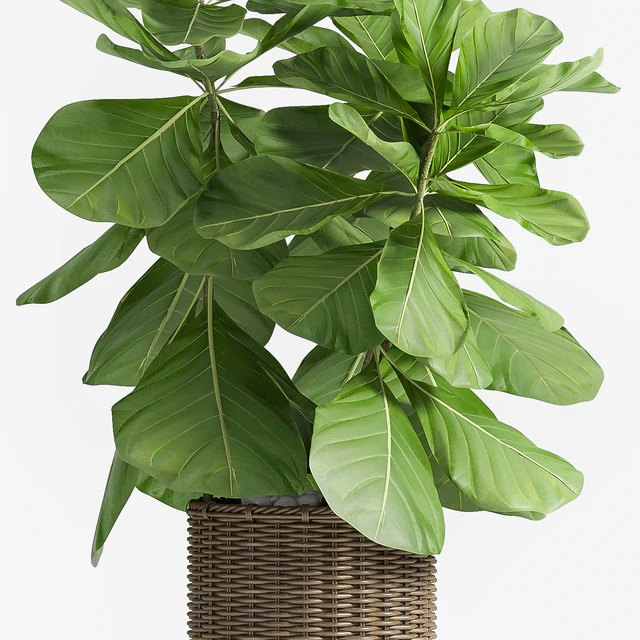 Ficus Lyrata (Plant 55) — Descargar