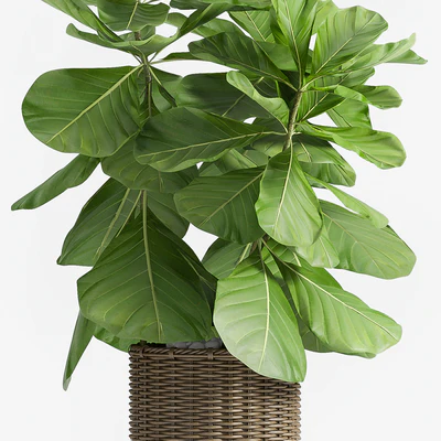 Ficus Lyrata (Plant 55) — Ver 2
