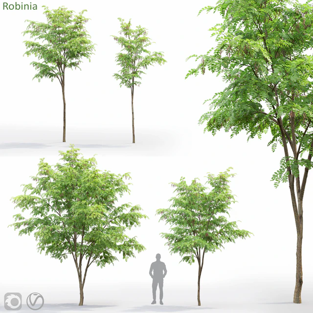 Robinia — Descargar
