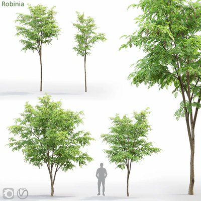 Robinia — Ver 1