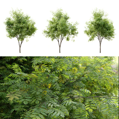 Honey locust (Gleditsia triacanthos) — Вид 3