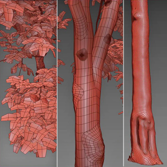 American Beech 4 — Descargar
