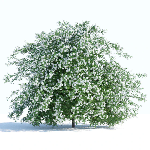 Spiraea shrub 2 — Скачать