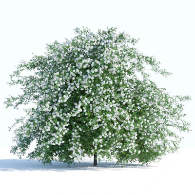Spiraea shrub 2 — Вид 3