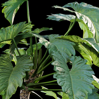 Philodendron undulatum - 01 — Ver 4