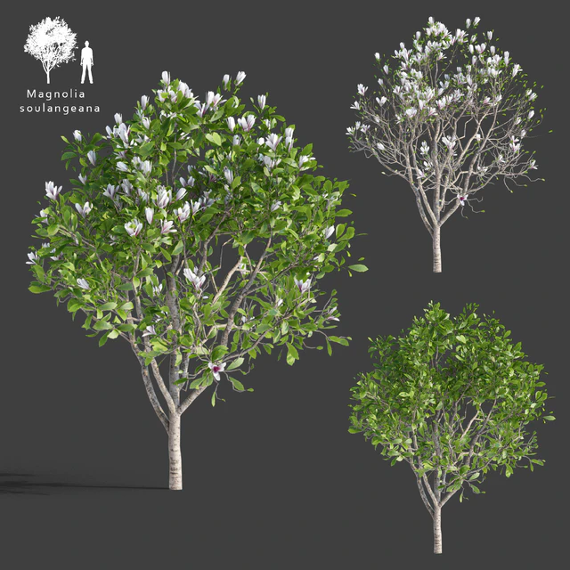 Magnolia Sulange | Magnolia x soulangeana — Descargar