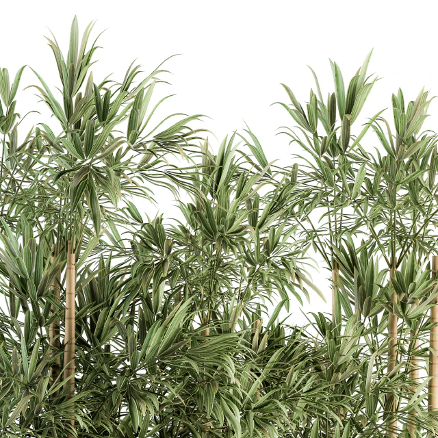 Indoor Plant Set 144 - Bamboo in Plant Box — Descargar
