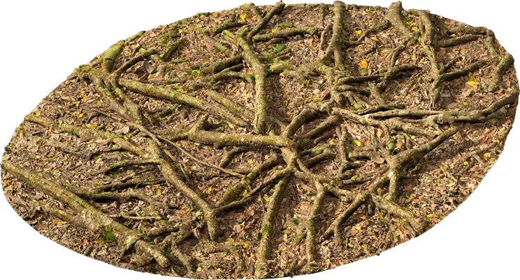 mossy forest roots 002 — Скачать