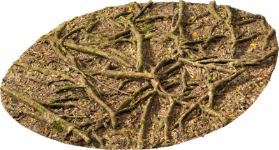 mossy forest roots 002 — Скачать