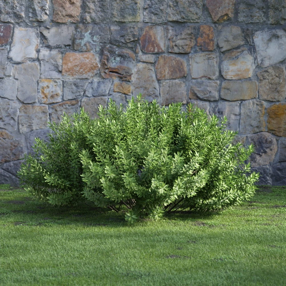 plants and bushes 024 — Скачать