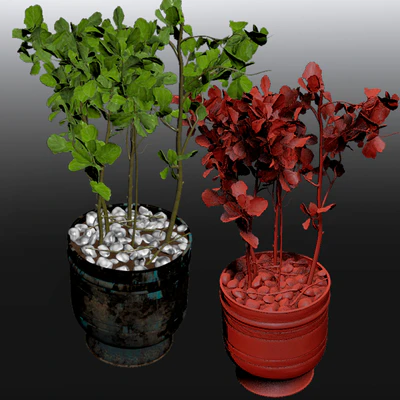 Ficus Lyrata — Ver 3