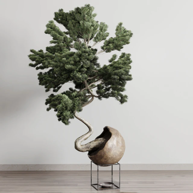 Bonsai 01 — Descargar