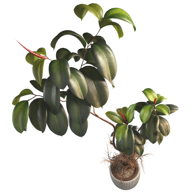 Bonsai Jungle Ficus Elastica Rubber Tree 339 — Descargar