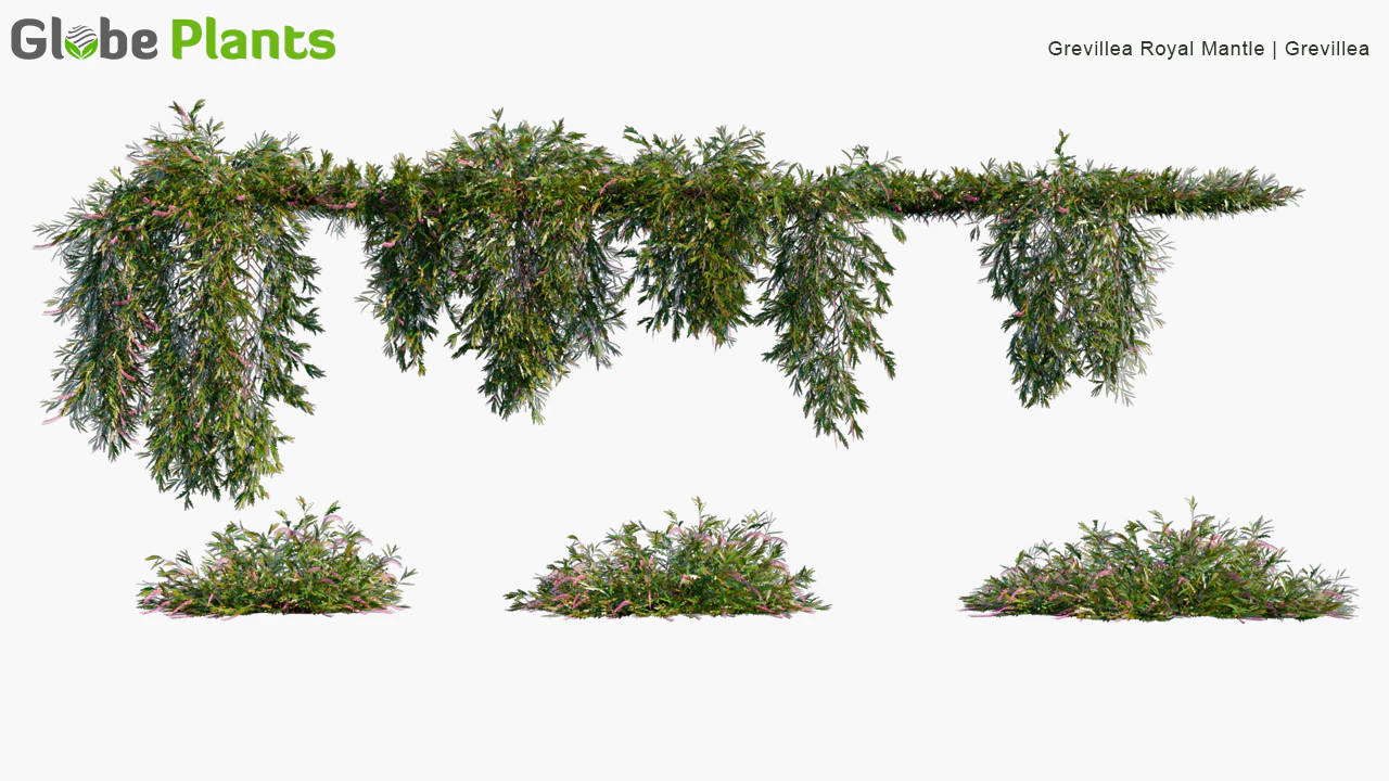 grevillea royal mantle — Download