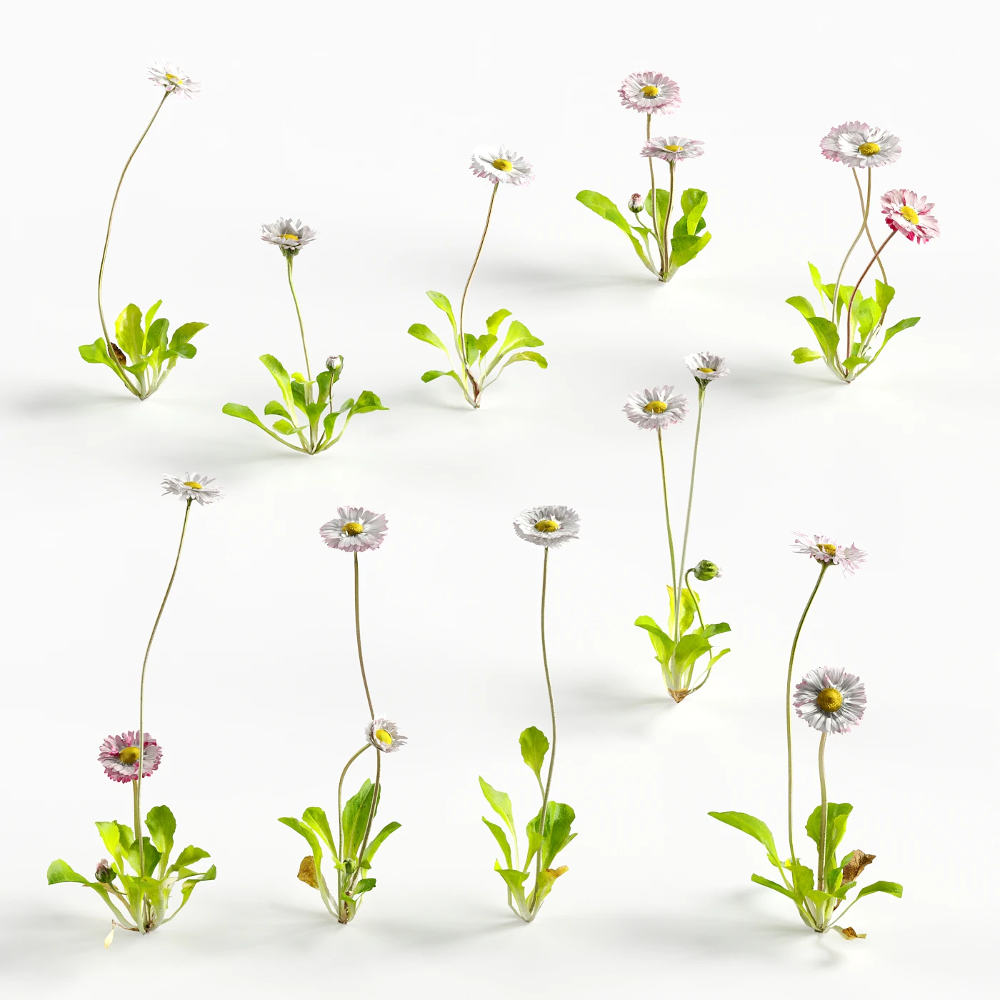 flowers and weeds 014 — Descargar