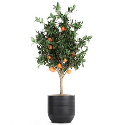 A collection of fruit orange trees in black pots Orange, outdoor flowerpot for the garden. Set 718. — Ver 5