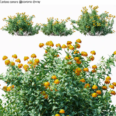 Lantana camara — Скачать