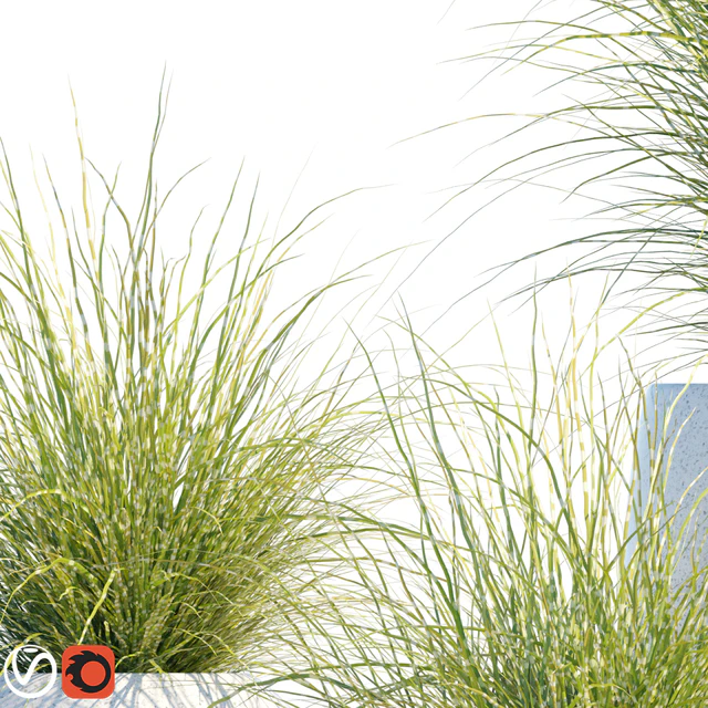 Plant in pots # 16: Miscanthus mood — Descargar