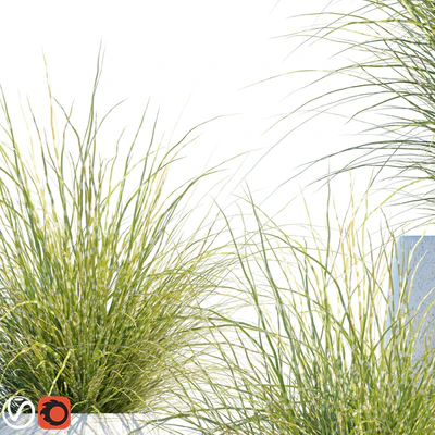 Plant in pots # 16: Miscanthus mood — Ver 2