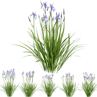 Siberian Iris01 — Ver 4