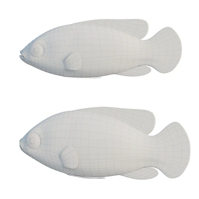 African jewel fish — Ver 2