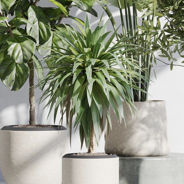 indoor plant set 66 — Скачать