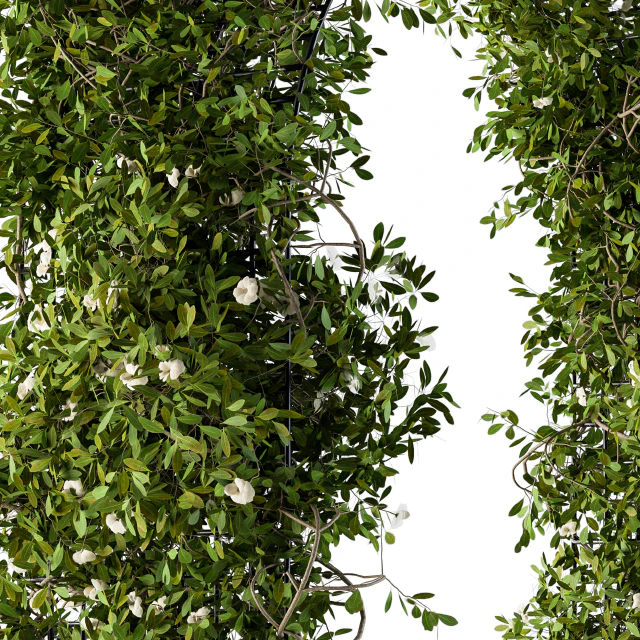 The plants pergola — Descargar