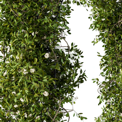 The plants pergola — Ver 5