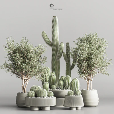 Cactus & plant vol 01 — Ver 1